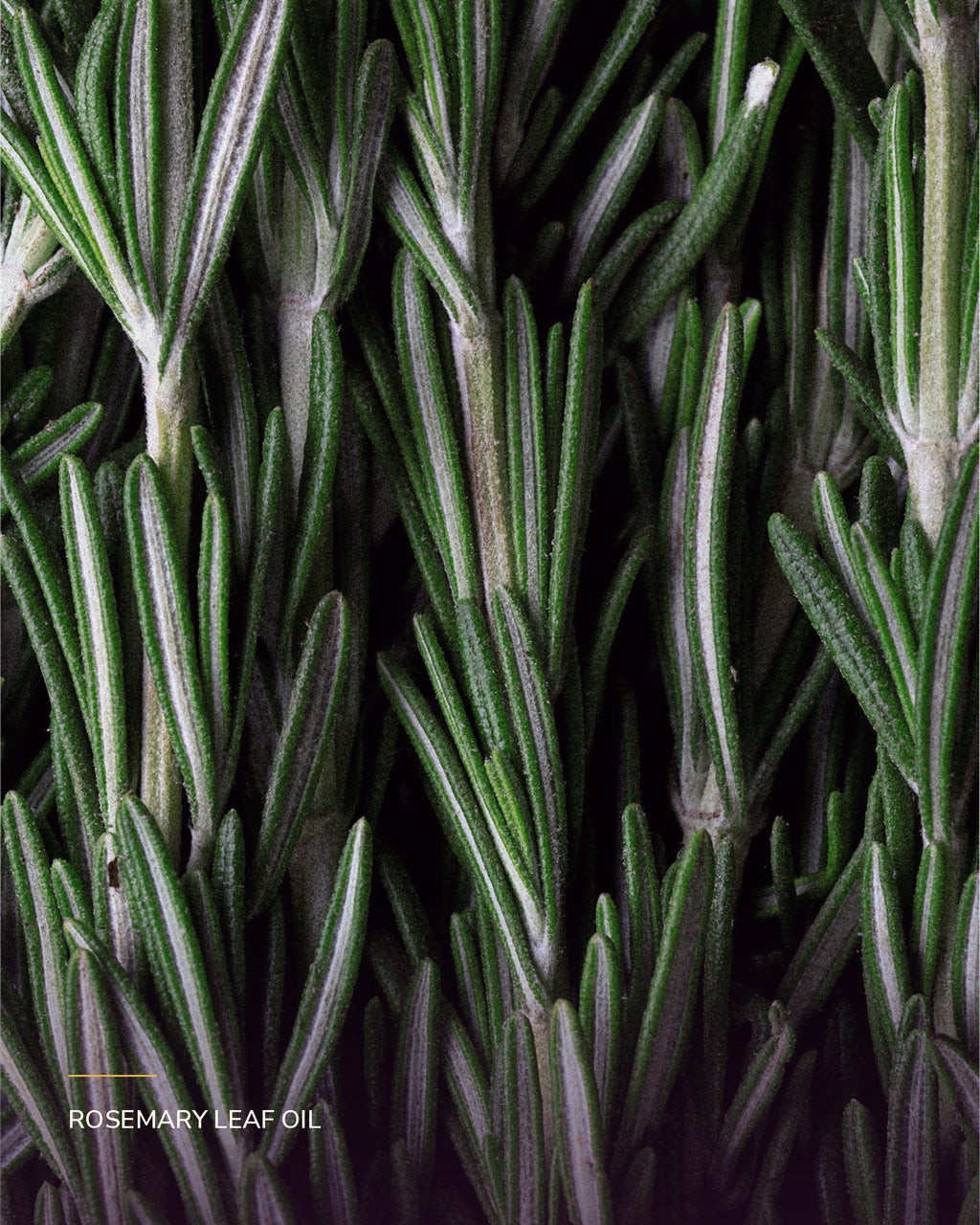 Close-up of fresh rosemary; rosemary leaf oil is an ingredient in Kimbelo Rosemary Scalp & Hair Oil